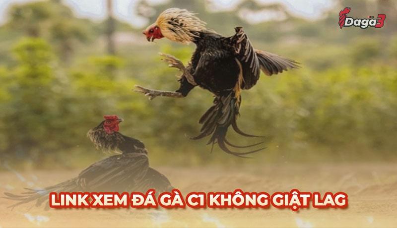 Link xem đá gà trực tiếp C1 chất lượng không giật lag